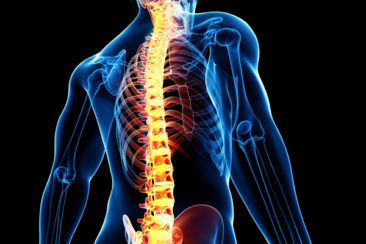 Acute and chronic locomotor diseases
	Pain in the vertical- thoracic- and lumbar vertebrae
	Pain and numbness in the upper and lower extremities
	Lumbago, sciatica, disc herniation and post-operative conditions
	Vertebral and limb disorders
	Joint pains, arthritis, osteoporosis, spinal injuries
	Lower back and spinal pain
	Insomnia, poor circulation and short of breath
	Acid reflux and night-time heartburn